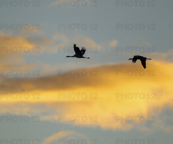 Crane (Grus grus) two cranes flying in the morning light against a blue sky with warm orange