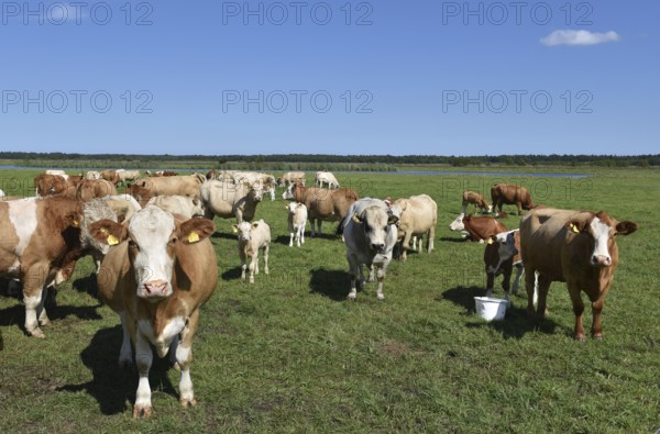 Cattle, on a pasture on the Prerower Strom on the Darß peninsula, Mecklenburg-Western Pomerania,