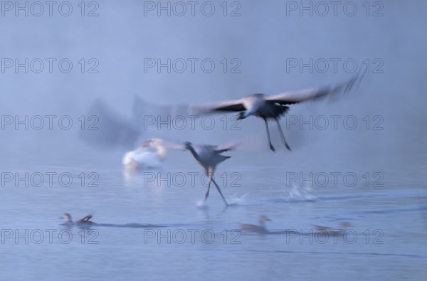 Crane (Grus grus), two cranes flying over a shallow water zone of a lake in morning light, motion