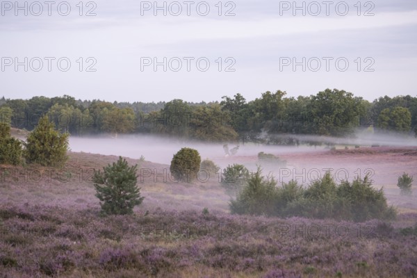 Enchanting morning atmosphere in August with fog in the blooming Lüneburger Heide near