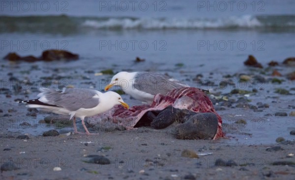 Two herring gulls (Larus argentatus) stand on a quiet, rocky sandy beach at dusk and peck at a dead