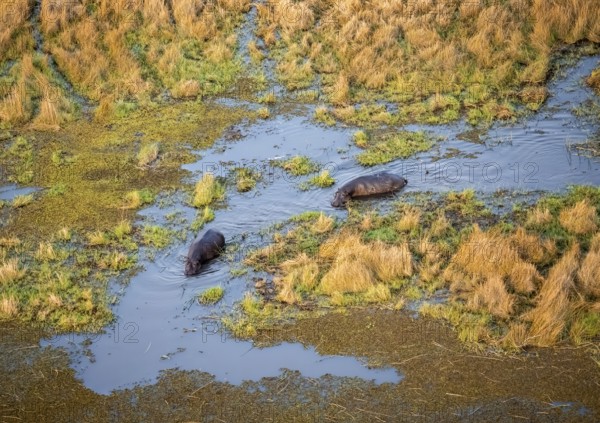 Hippos (Hippopatamus amphibius) in water, marshland, marshland, aerial view, Okavango Delta,
