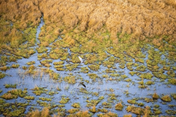 Goliath heron (Ardea goliath) flying over marshland along a river, marshland, aerial view, Okavango