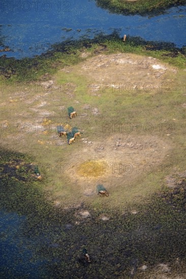 Striped gnu (Connochaetes taurinus), flock on the riverbank, river landscape, aerial view, Okavango