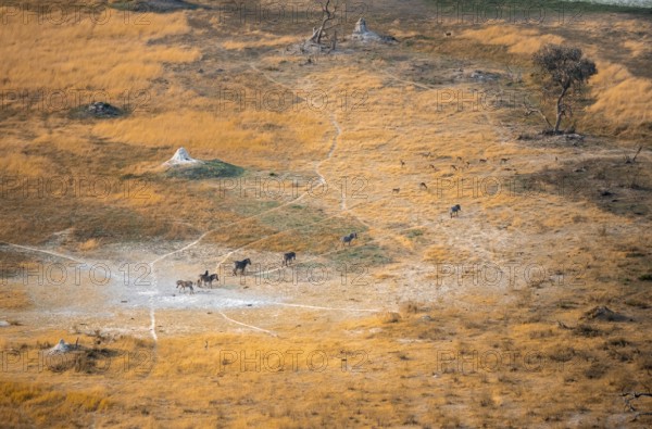 Steppe zebras (Equus quagga), savanna landscape with yellow grass and termite hills, aerial view,