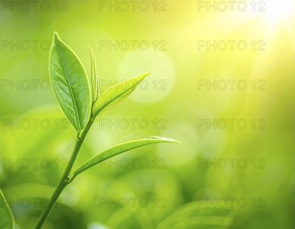 Natural green leaves plants, spring ans summer background cover page, golden soft light, green and