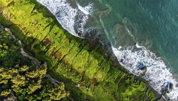 Green algae on the sandy shore of an ocean. Fascinating phenomenon of wild coastline with green