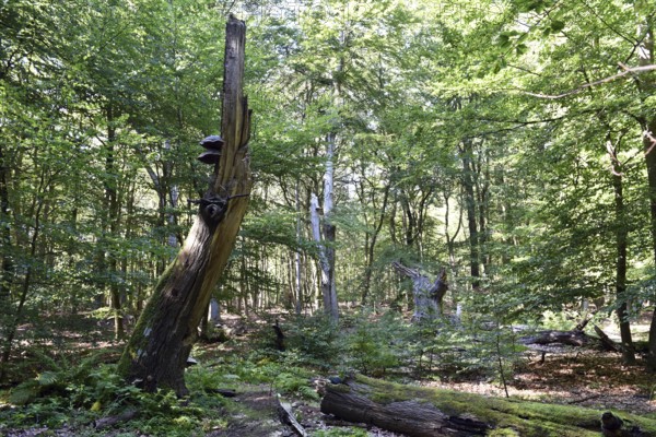 Dead wood in beech forest, Darß primeval forest, Darßer Wald, Mecklenburg-Western Pomerania,