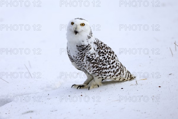 Snowy owl (Nyctea scandiaca), snowy owl, adult, alert, in snow, foraging, in winter, Bohemian