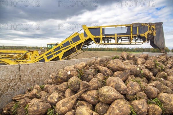 Loading sugar beets in the palatine***A loading mouse loads sugar beets ready for collection onto a