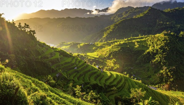 Early morning light bathes Philippines rice terraces cascading down mountain slopes, beautiful