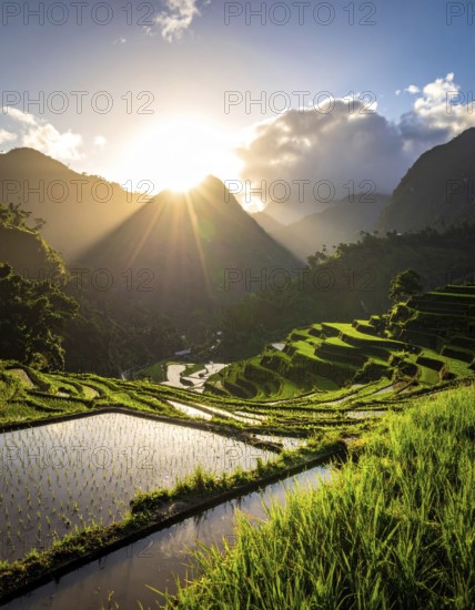 Early morning light bathes Philippines rice terraces cascading down mountain slopes, beautiful