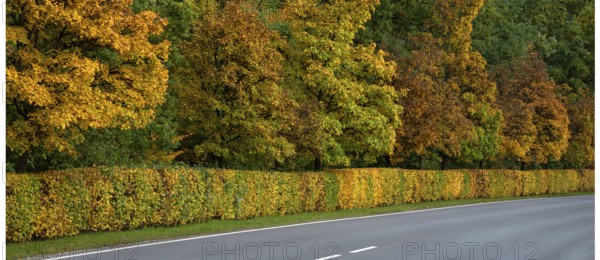 Hedge and trees in autumn colors on a state road 2240, Lauf an der Pegnitz, Middle Franconia,