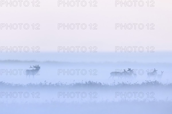 Red deer stag herding herd of hinds in morning mist along the Baltic Sea, Western Pomerania Lagoon