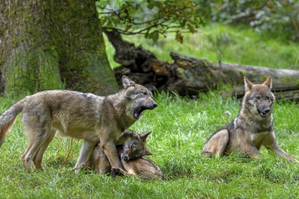 Wolf pack of Eurasian wolves, European grey wolves (Canis lupus lupus) with 5 months old pups play