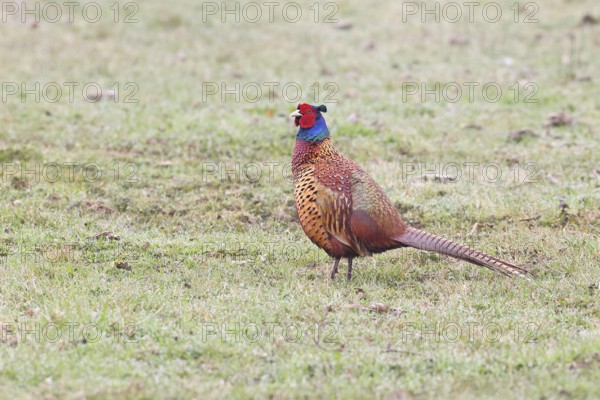 Pheasant, hunting pheasant (Phasianus colchicus), adult male bird in a meadow, wildlife, lembruch,