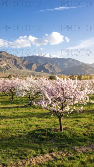 Landscape with a blooming apricot tree, idilyc spring nature, green grass and mountains in