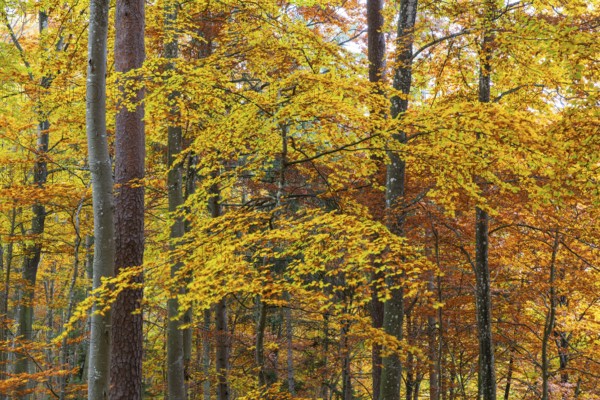 Beech forest (Fagus) in autumn colors, beech plants (Fagaceae), autumn, Leibertingen, Upper Danube