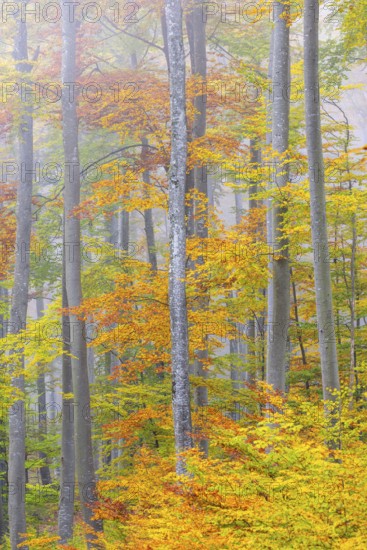 Beech forest (Fagus) in autumn colors, beech plants (Fagaceae), fog, autumn, Leibertingen, Upper