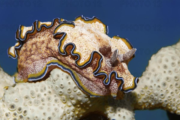 Golden Star Snail (Glossodoris cincta) on sponge, Red Sea, Marsa Alam, Egypt