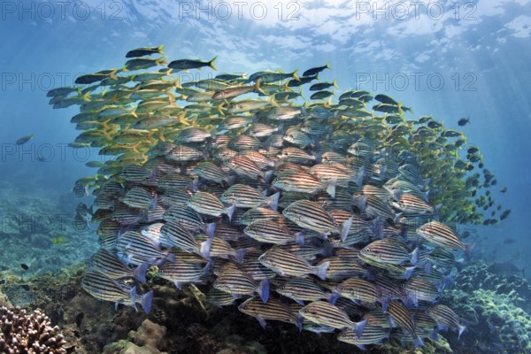 Mixed swarm, bronze-striped grunt (Pomadasys taeniatus) and large school mullet (Mulloidychthys