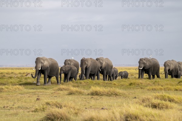 African elephant (Loxodonta africana) large herd with young animals and herons (Bubulcus ibis), in
