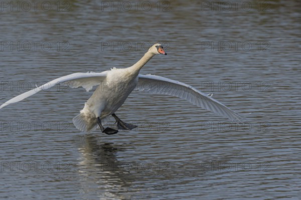 Majestic Swan Runs on Water on a Calm Water Surface The sun's rays illuminate the scene and create
