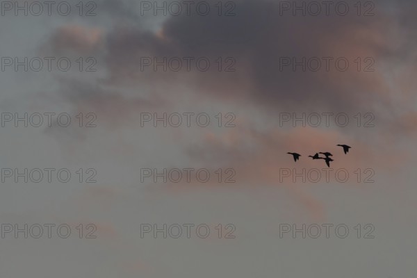 Birds fly in groups in the sky, which is painted in warm colors at sunset. Red and purple clouds