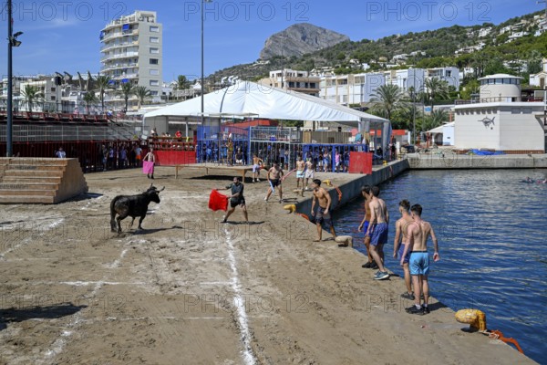 Bous a la Mar Fair, in English Bulls in the Sea, Bullfighting, Javea or Xàbia, Alicante Province,