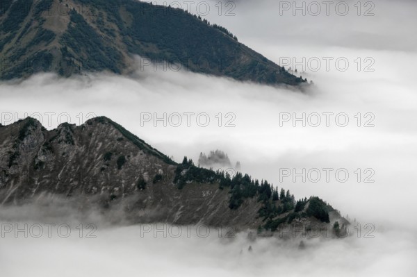 Ridge with conifers sticking out of fog, Allgäu Alps, near Oberstdorf, Oberallgäu, Allgäu, Bavaria,