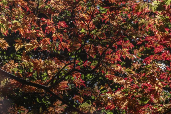 Adenhut leaf maple (Acer japonicum aconitifolium), autumn leaves, Emsland, Lower Saxony, Germany