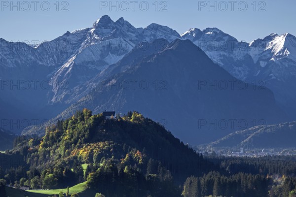 Group of trees with cattle, snow-covered mountains of the Allgäu Alps, near Schöllang, Oberallgäu,