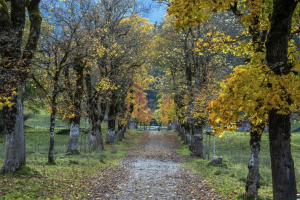 Autumn atmosphere, avenue with autumn-colored sycamore trees, Stillach Valley, near Heini-Klopfer