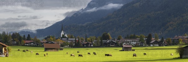 Cows, Allgäu brown cattle, pasture at sunrise, Loretto meadows, near Oberstdorf, Allgäu, Bavaria,
