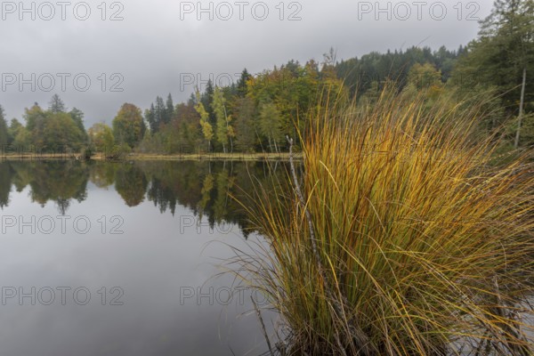 Pond rushes (Schönoplectus lacustris) in autumn colors, autumn at the moor pond near Oberstdorf,