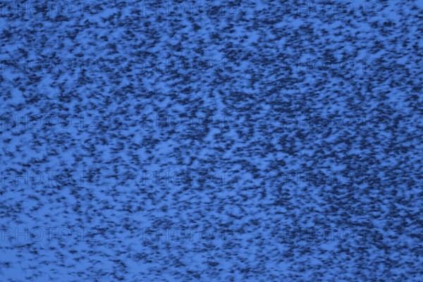 Eurasian starling (Sturnus vulgaris) adult birds flying in a flock in a murmuration at sunset in