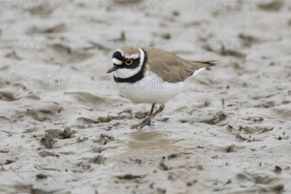 Little ringed plover (Charadrius dubius) adult wading bird on a coastal mudflat, England, United