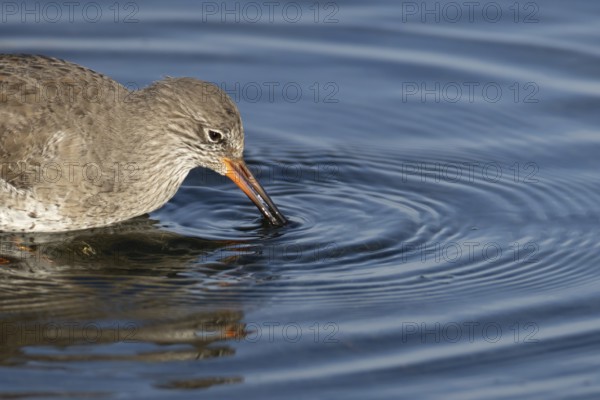 Common redshank (Tringa totanus) adult wading bird feeding in a shallow coastal lagoon, England,