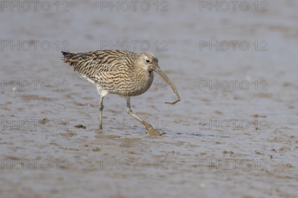 Eurasian curlew (Numenius arquata) adult wading bird on a coastal mudflat with a worm in its beak,