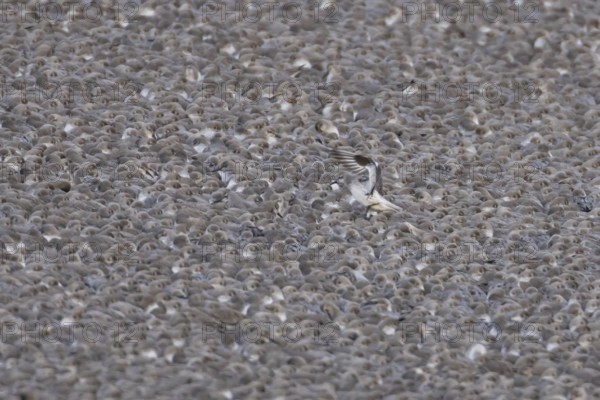 Red Knot (Calidris canutus) adult wading birds at high tide on a coastal shingle ridge, RSPB