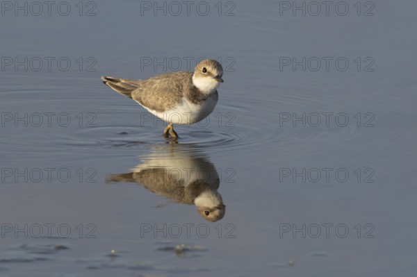 Little ringed plover (Charadrius dubius) adult wading bird in a shallow coastal lagoon, England,