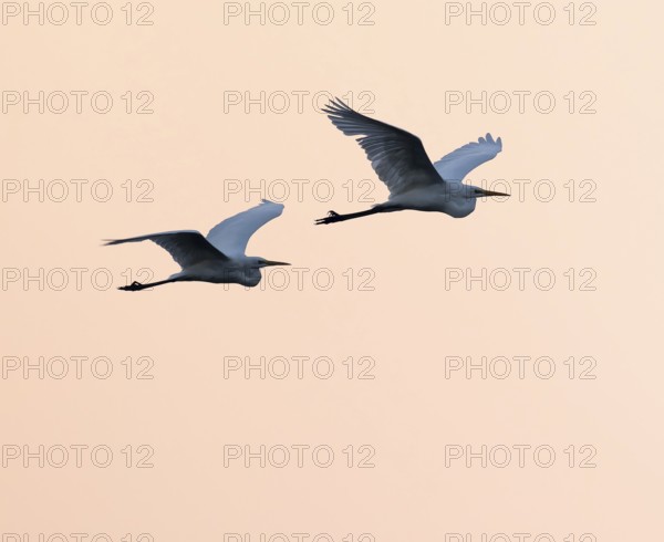 Great egret (Ardea alba) two herons flying in front of sky in warm orange morning light, Lower