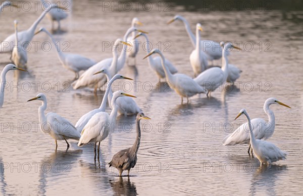 Great egret (Ardea alba), many herons and a gray heron (Ardea cinerea) stand in the shallow water