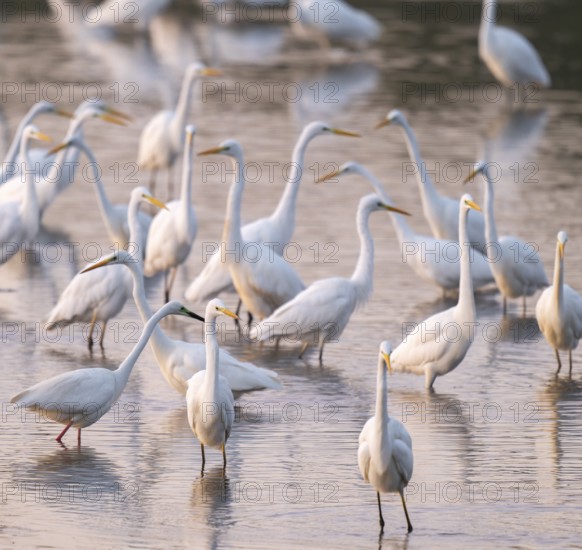Great egret (Ardea alba), many herons stand in the shallow water zone of a lake, reddish colored