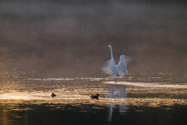Great egret (Ardea alba) stands with wings spread out in warm, orange morning light in the shallow