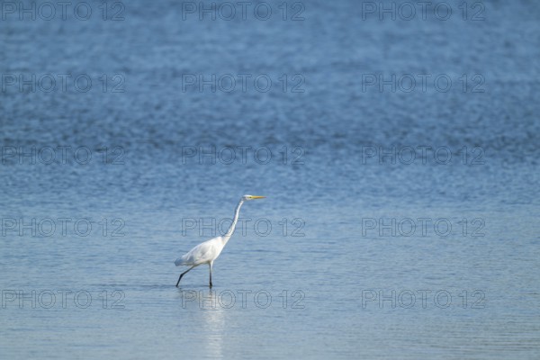 Great egret (Ardea alba) looking for food in the shallow water zone of a lake, blue water, Lower