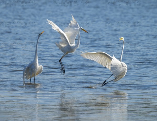 Great egret (Ardea alba), three herons fighting in the shallow water zone of a lake, dispute, blue