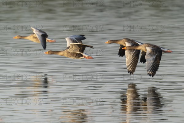 Grey goose (Anser anser), gray geese flying over a body of water in early warm morning light, Lower