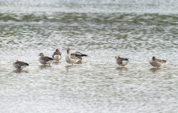 Grey goose (Anser anser), gray geese are in the shallow water zone of a body of water, Lower
