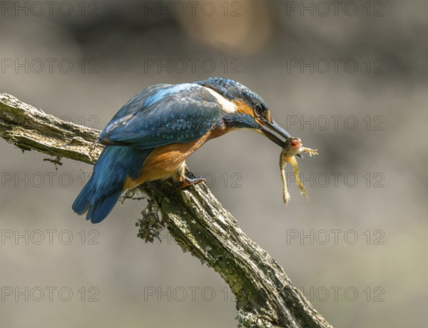 Kingfisher (Alcedo atthis) sitting on a branch, sitting room, with captured prey frog (Rana) in its